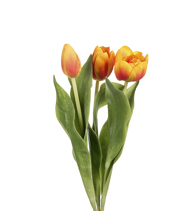 Tulip mix - 36 cm - 3-pack - 3