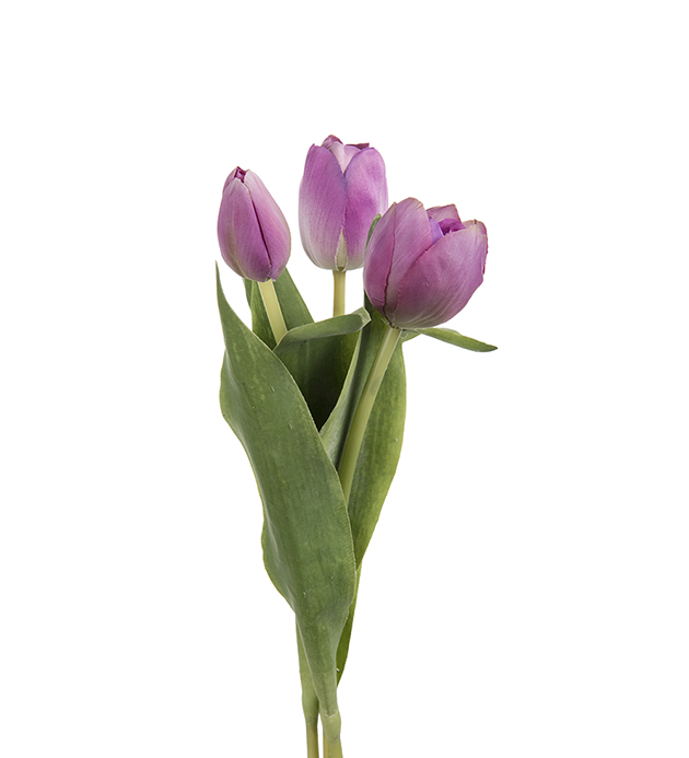 Tulip mix - 36 cm - 3-pack - 2