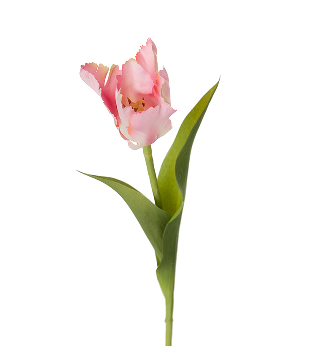 Tulpan - Papegojtulpan - Rosa - 37 cm - 2