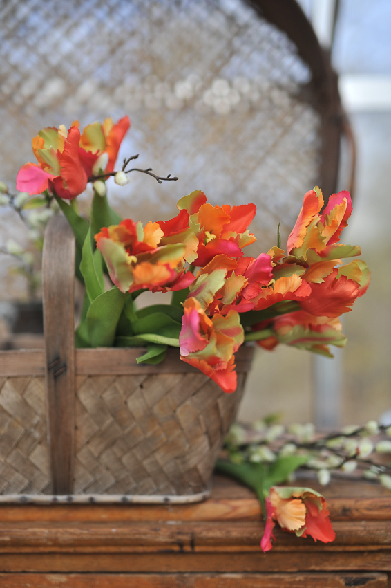 Tulip - 37 cm - Parrot Tulip - Exclusive Queen - 3