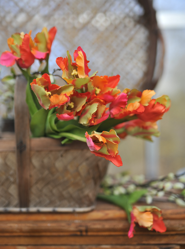 Tulip - 37 cm - Parrot Tulip - Exclusive Queen - 2