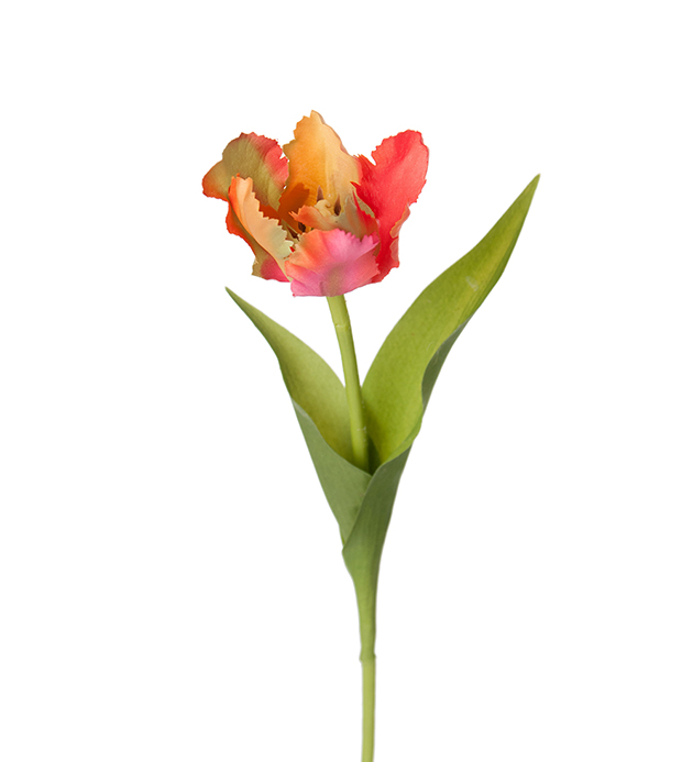 Tulip - 37 cm - Parrot Tulip - Exclusive Queen - 4
