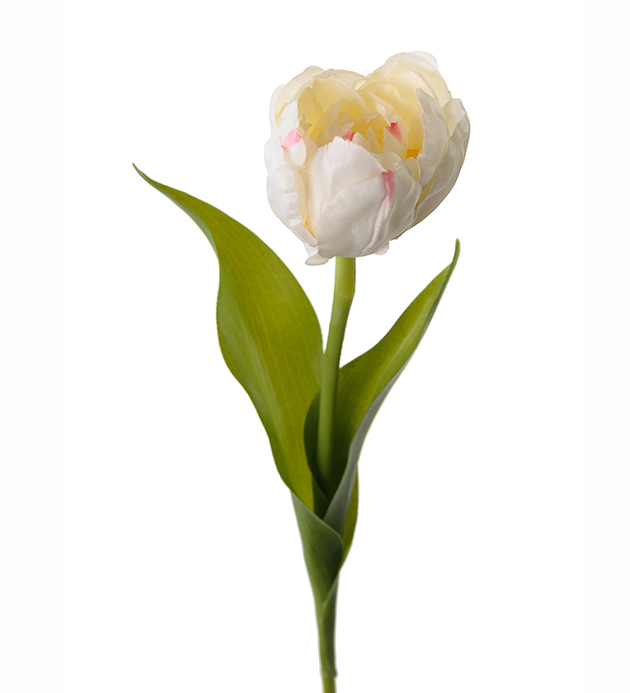 Tulip - White - 36 cm - 3