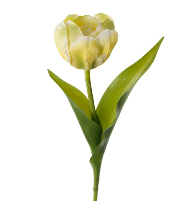 Tulip - Yellow - 36 cm - 4