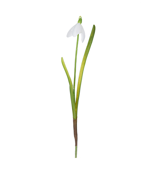 Snowdrop - 23 cm - 1 piece