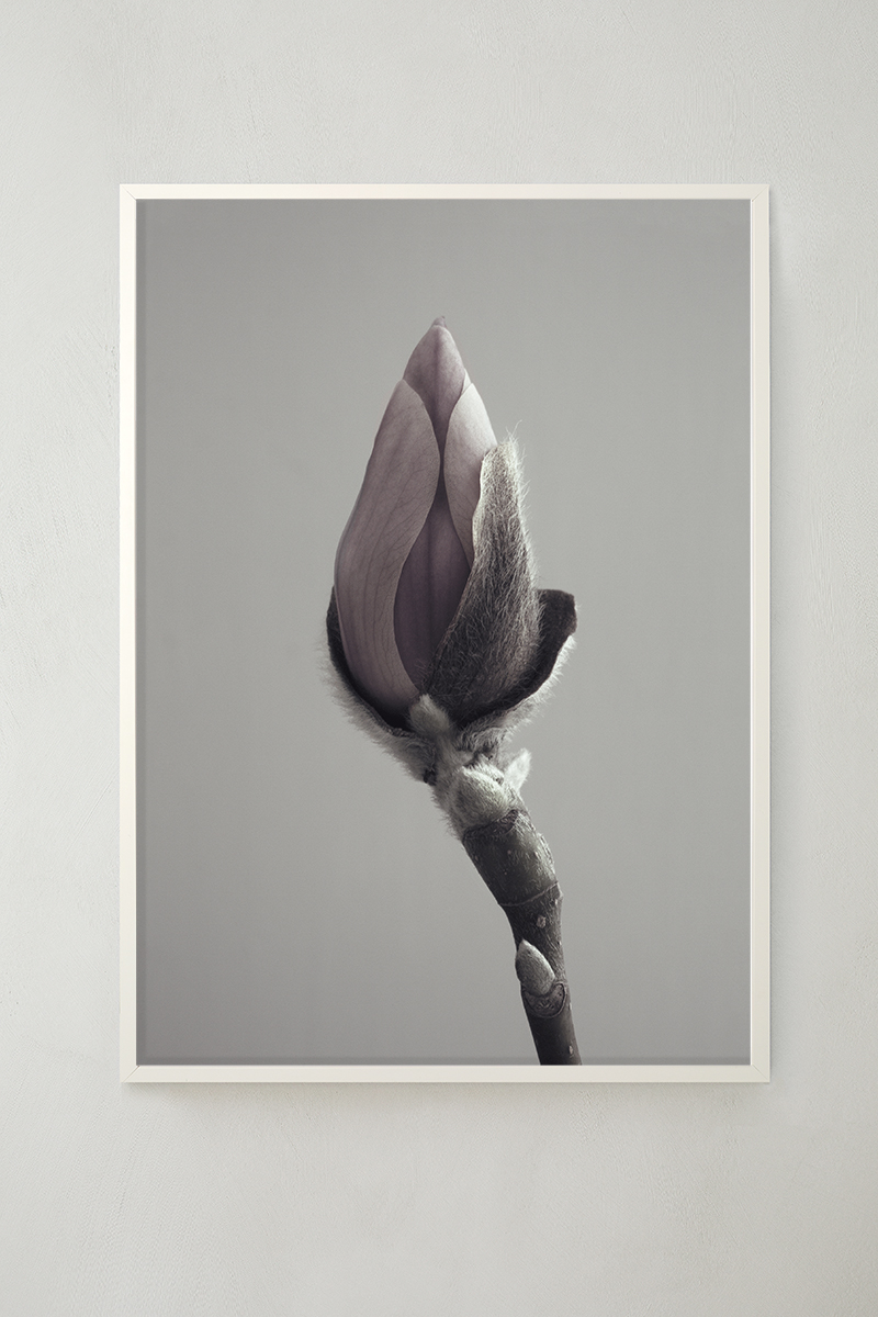 Magnolia Poster 50x70 cm - Photo art - 2