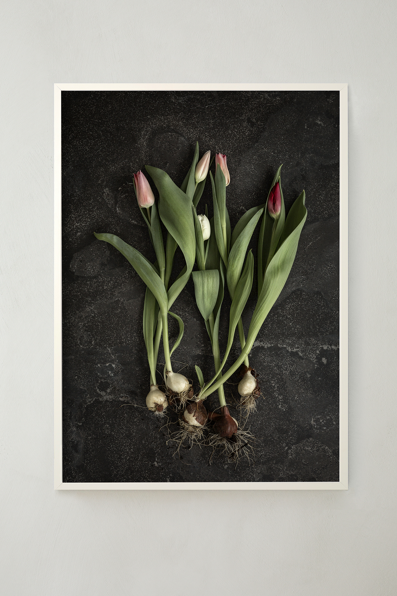 Tulips - Tulip Bulbs Poster 50x70 cm - Photo Art - 2
