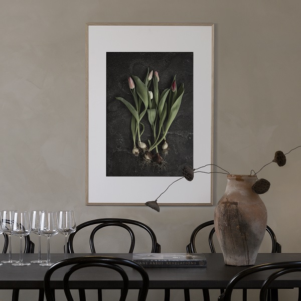 Tulips - Tulip Bulbs Poster 50x70 cm - Photo Art - 3