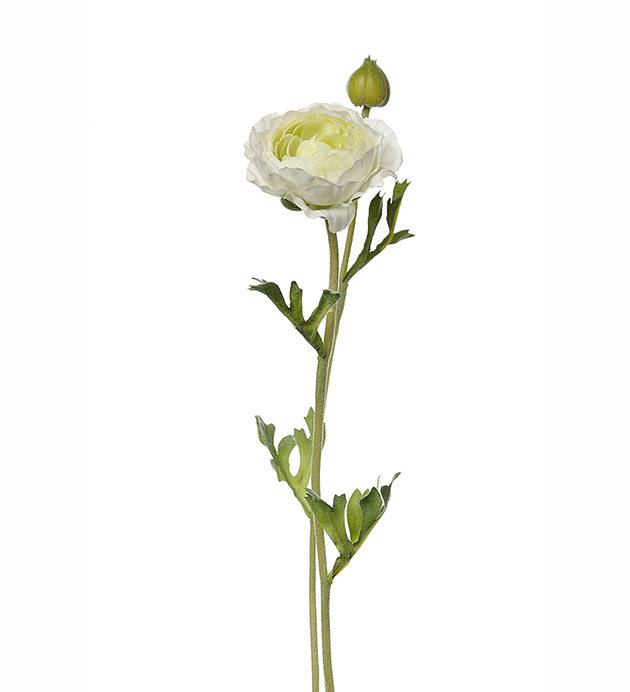 Ranuncel - Ranunkel - Vit - 32 cm - 2
