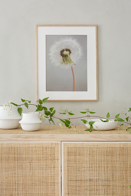 Overblown Dandelion - Frosty Posters 50x70 cm - Photo Art - 2