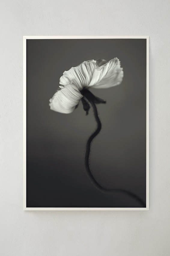 White Poppy - Poppy - Poster 50x70 cm - Photo art - 5