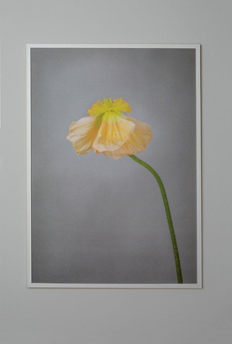 Gul Vallmo - Poppy - Poster 50x70 cm - Fotokonst - 2