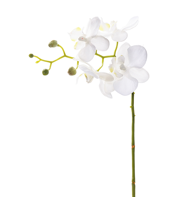 Orkidé -  Phalaenopsis - 28 cm - 2
