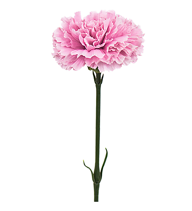 Carnation Elegance - Pink - 55 cm - 1 sprig - 5