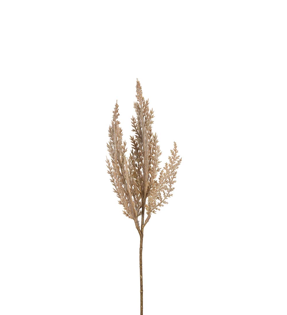 Pampasgräs - Natur - 35 cm - 3