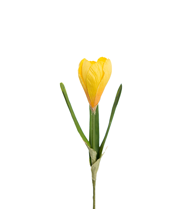 Crocus - Yellow - 22 cm - 3