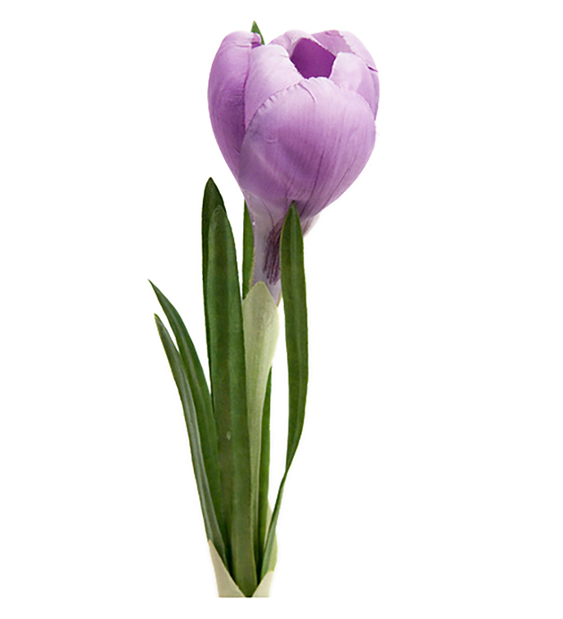 Crocus - Lila - 20 cm - 4
