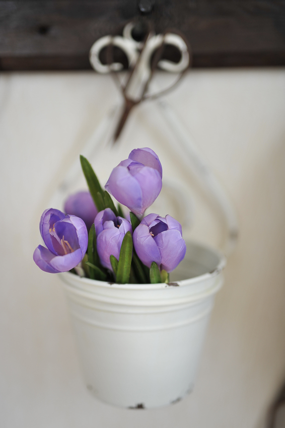 Crocus - Lila - 20 cm - 3