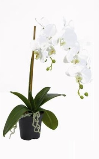 Orchid in a pot - 60 cm - 2