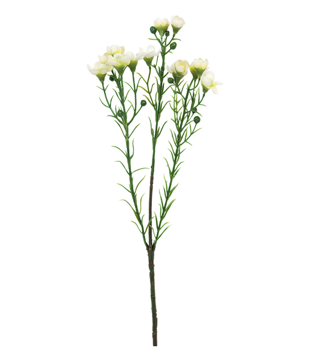 Wax Flower - White - 40 cm - 2