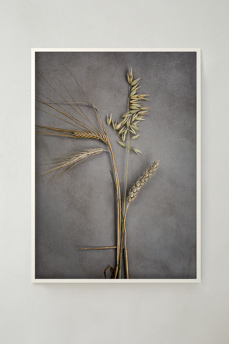 Four Crops - Grain - Poster 50x70 cm - Photo Art