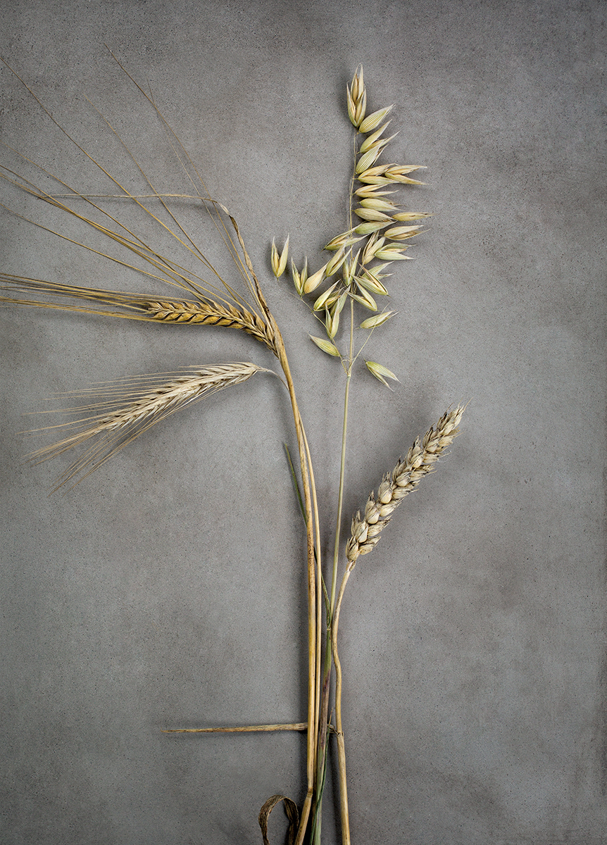 Four Crops - Grain - Poster 50x70 cm - Photo Art - 2