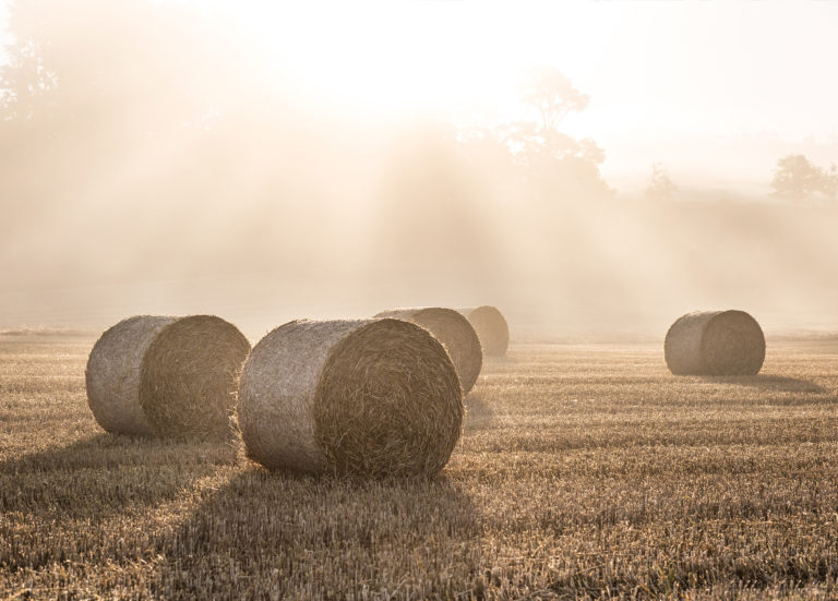 Hay bales in a field - Poster 50x70 cm - Photo art - 3