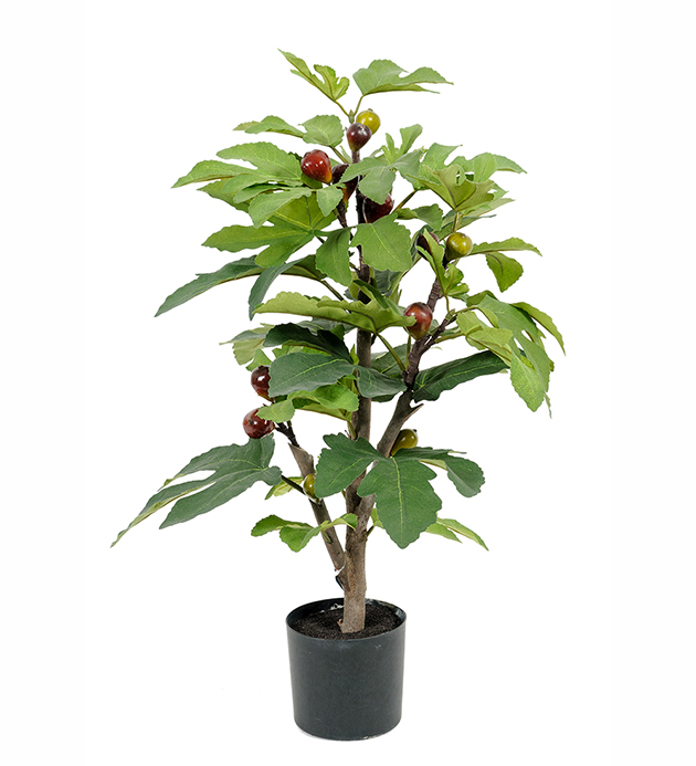 Fig tree - 65 cm