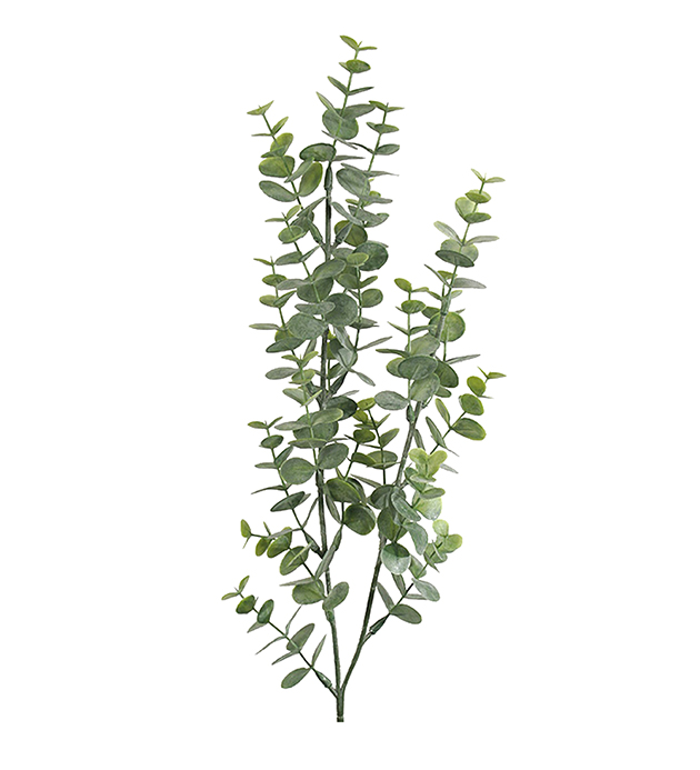 Eucalyptus - Kvist - 74 cm - 2