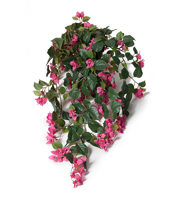 Bougainvillea - 80 cm