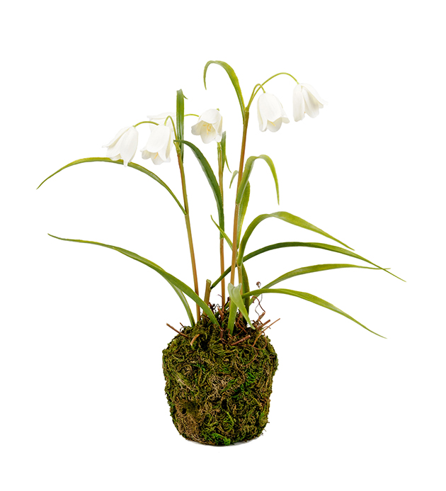 Fritillaria - White - 25 cm - 2
