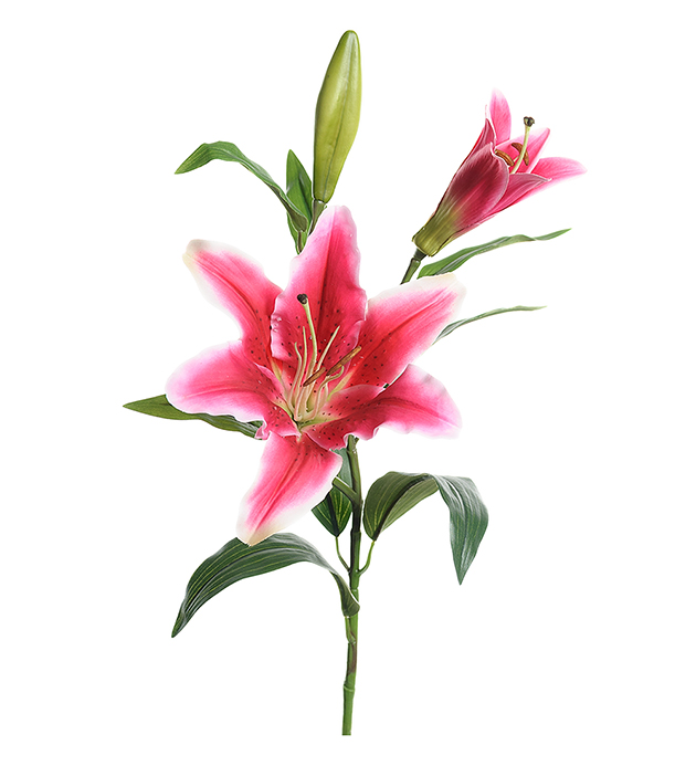 Lily - Pink - 70 cm - 2