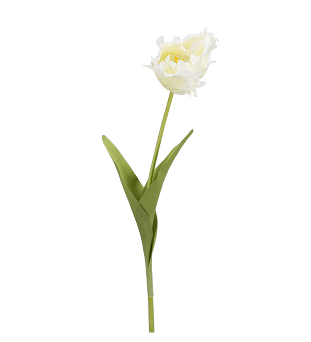Tulpan - 70 cm - White Princess - 3