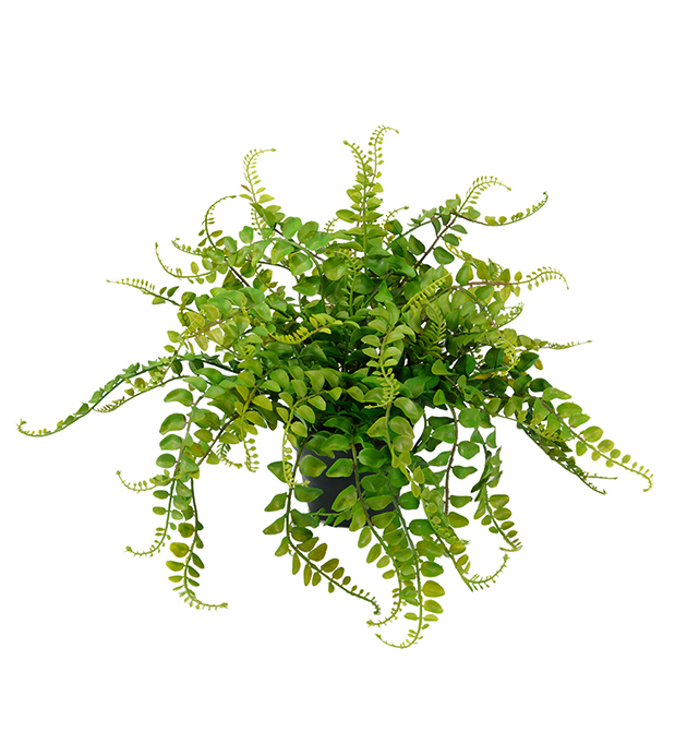 Fern - 25 cm