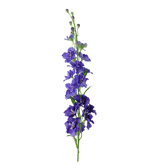 Delphinium - 90 cm - Lila - 4