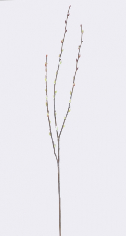 Videung - Videkvist - 70 cm - 2