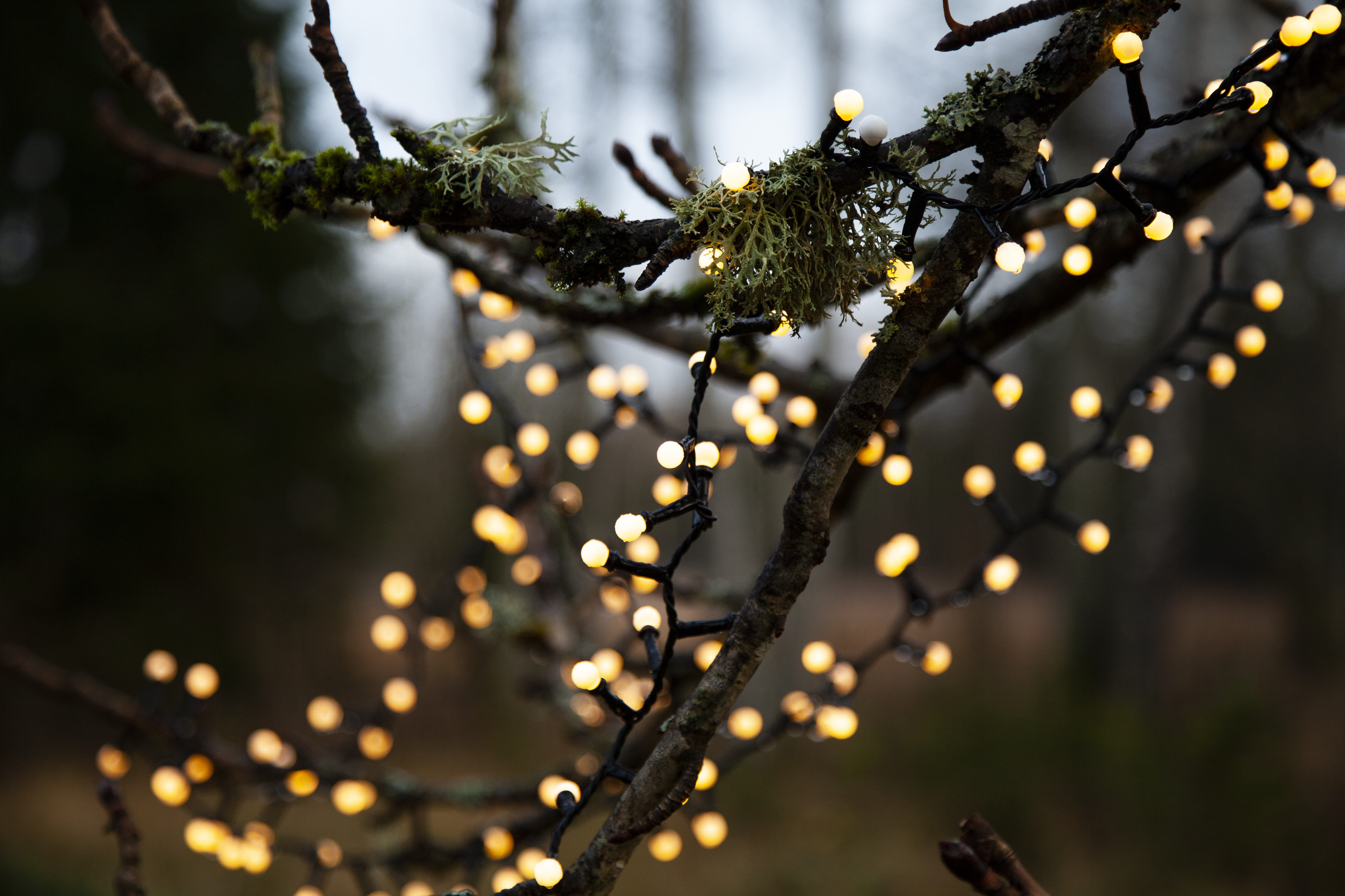 String lights with 700 warm white lights - 4