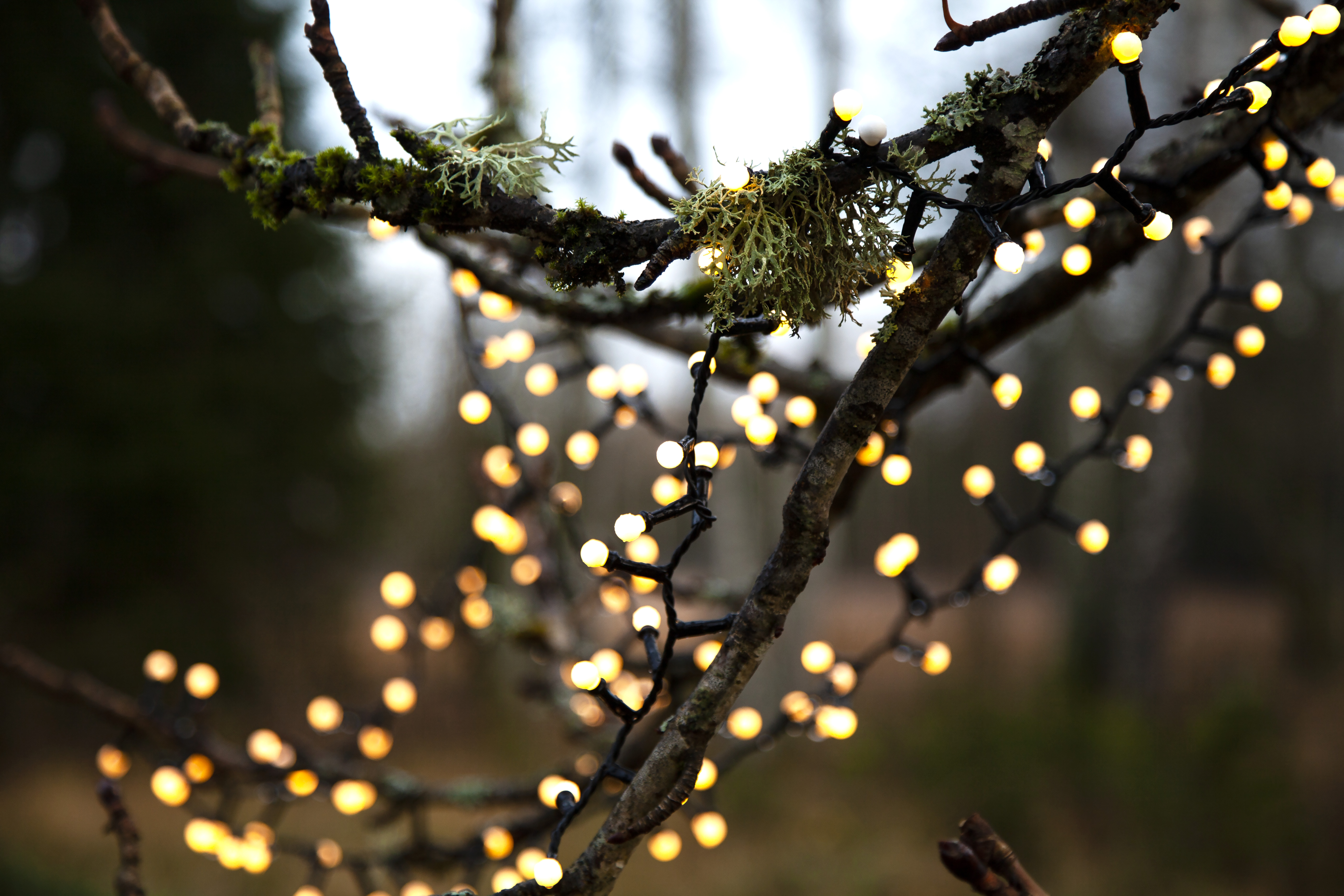 String lights with 700 warm white lights - 6
