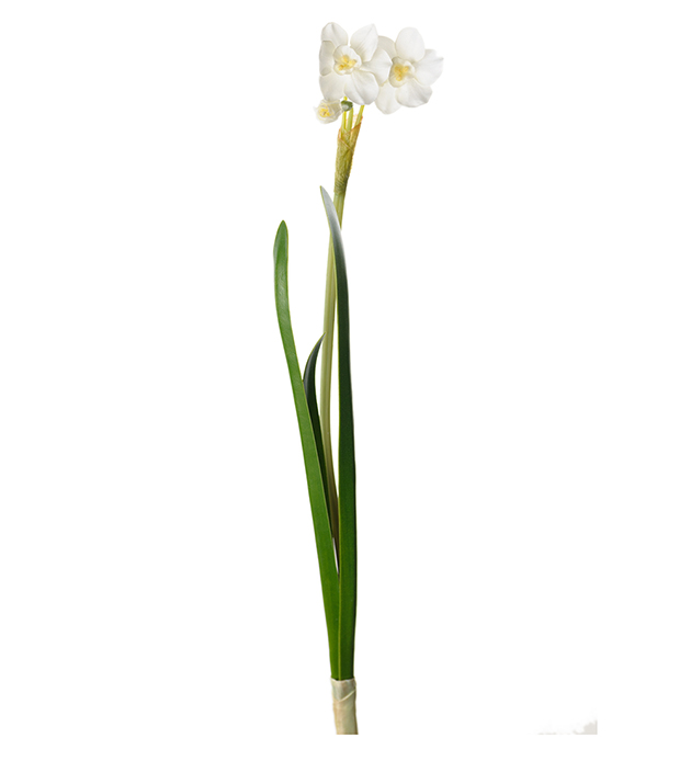 Narciss - 35 cm - 4