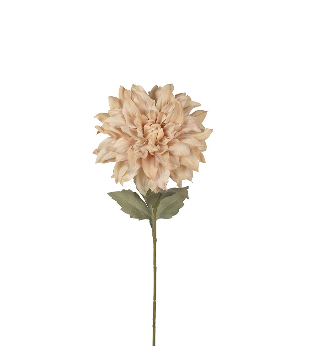 Dried Dahlia - Beige - 60 cm - 2