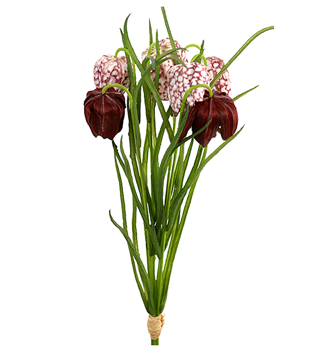 Frittilaria - Bukett - 40 cm - 2