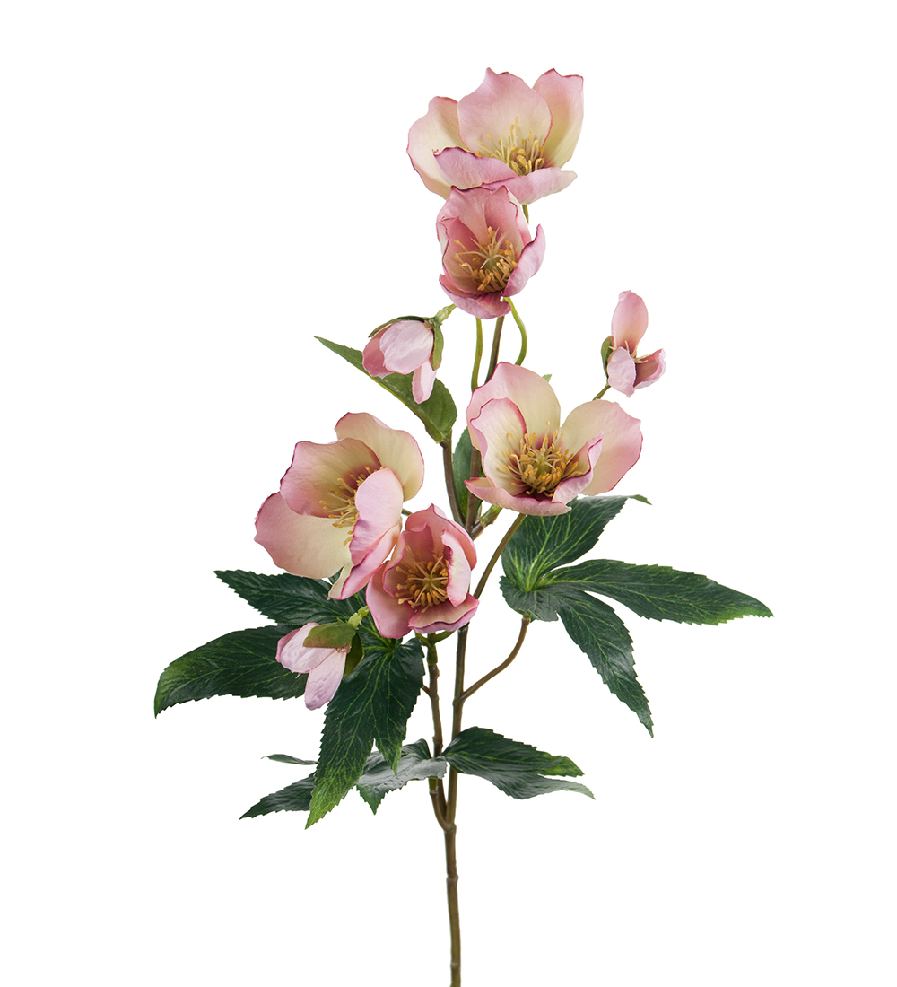 Julros 57 cm - Rosa - 2
