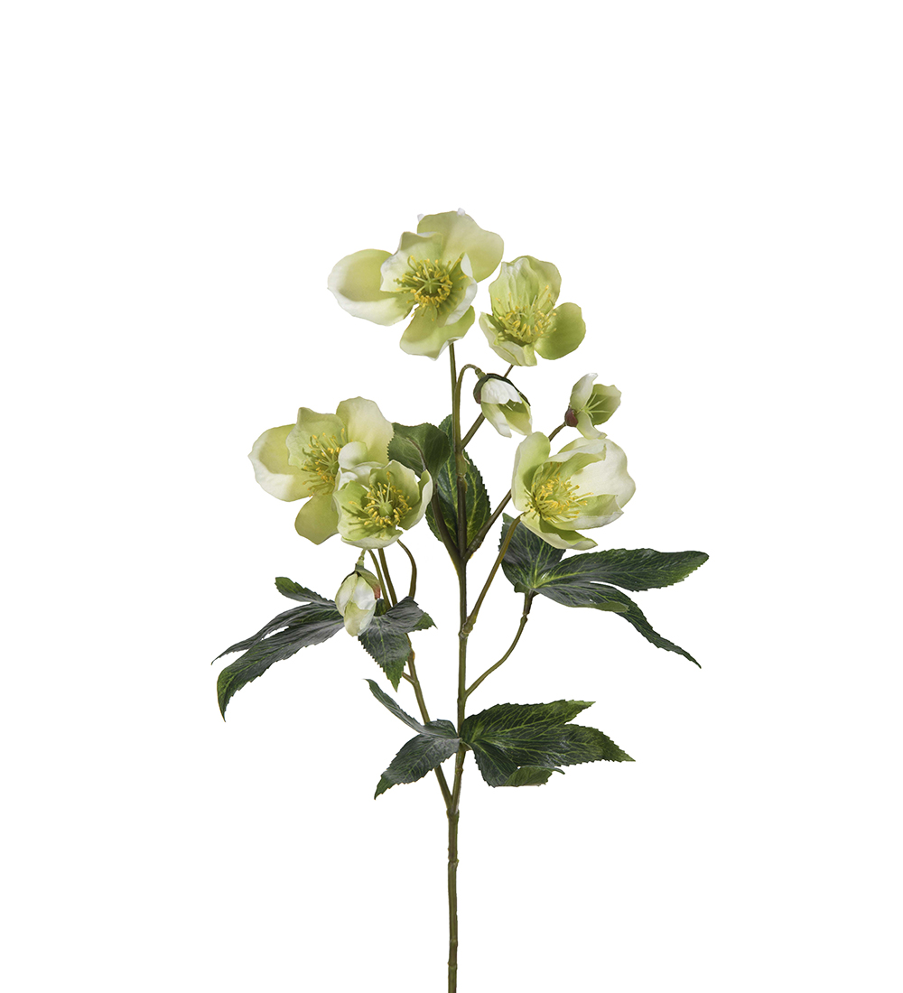 Christmas rose 57 cm - Green