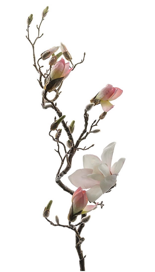 Magnolia Kvist Rosa 135 cm  - 3