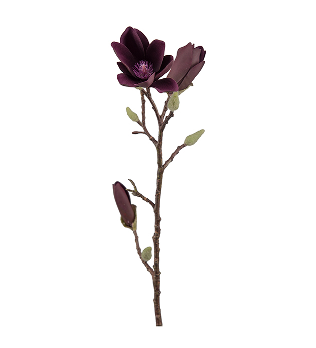 Magnolia - 50 cm - 2