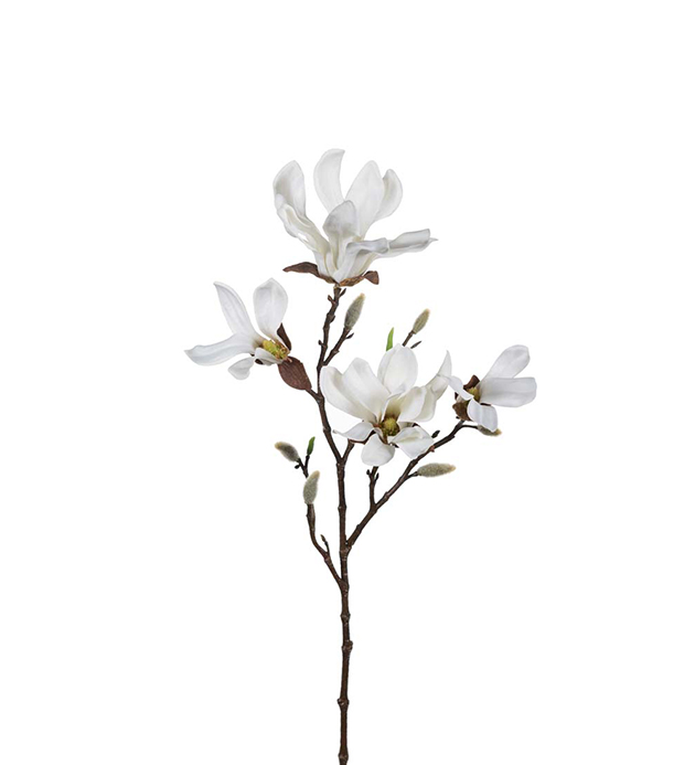 Magnolia - Vit - 50 cm - 2