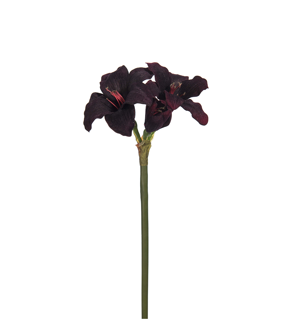 Amaryllis 35 cm - Bordeaux - 1 piece