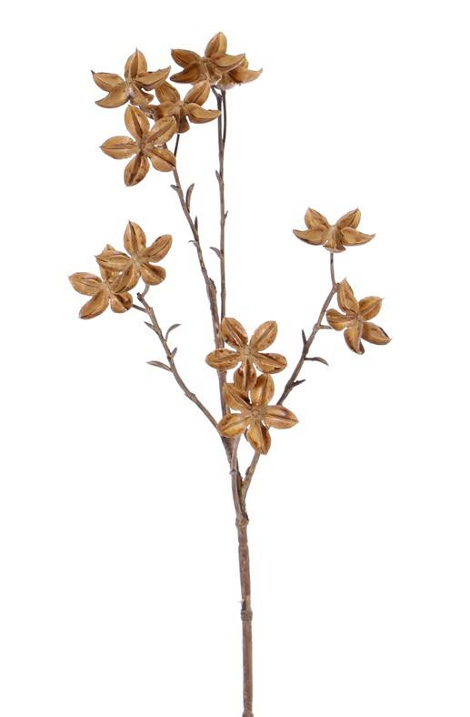 Star anise - Natural - 63 cm - 2
