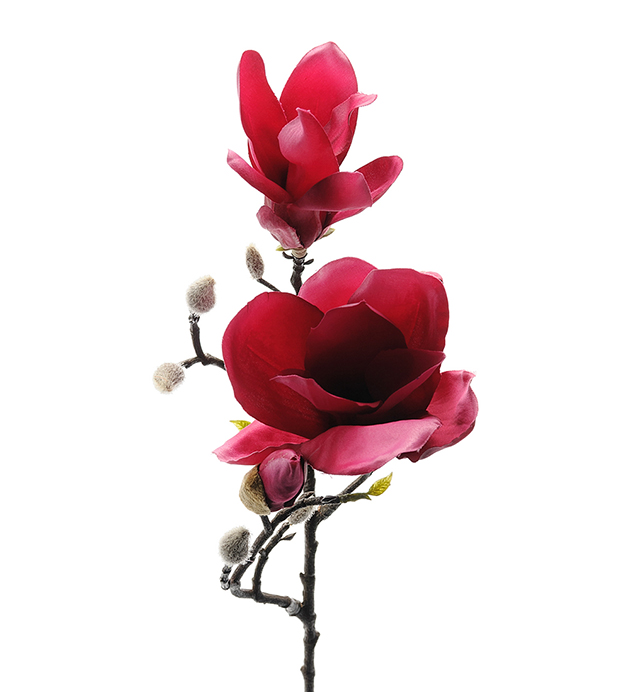 Magnolia - Mörkrosa - 60 cm - 2