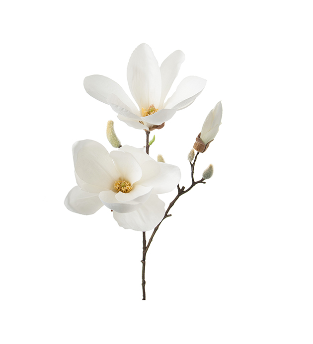 Magnolia - White - 65 cm - 3